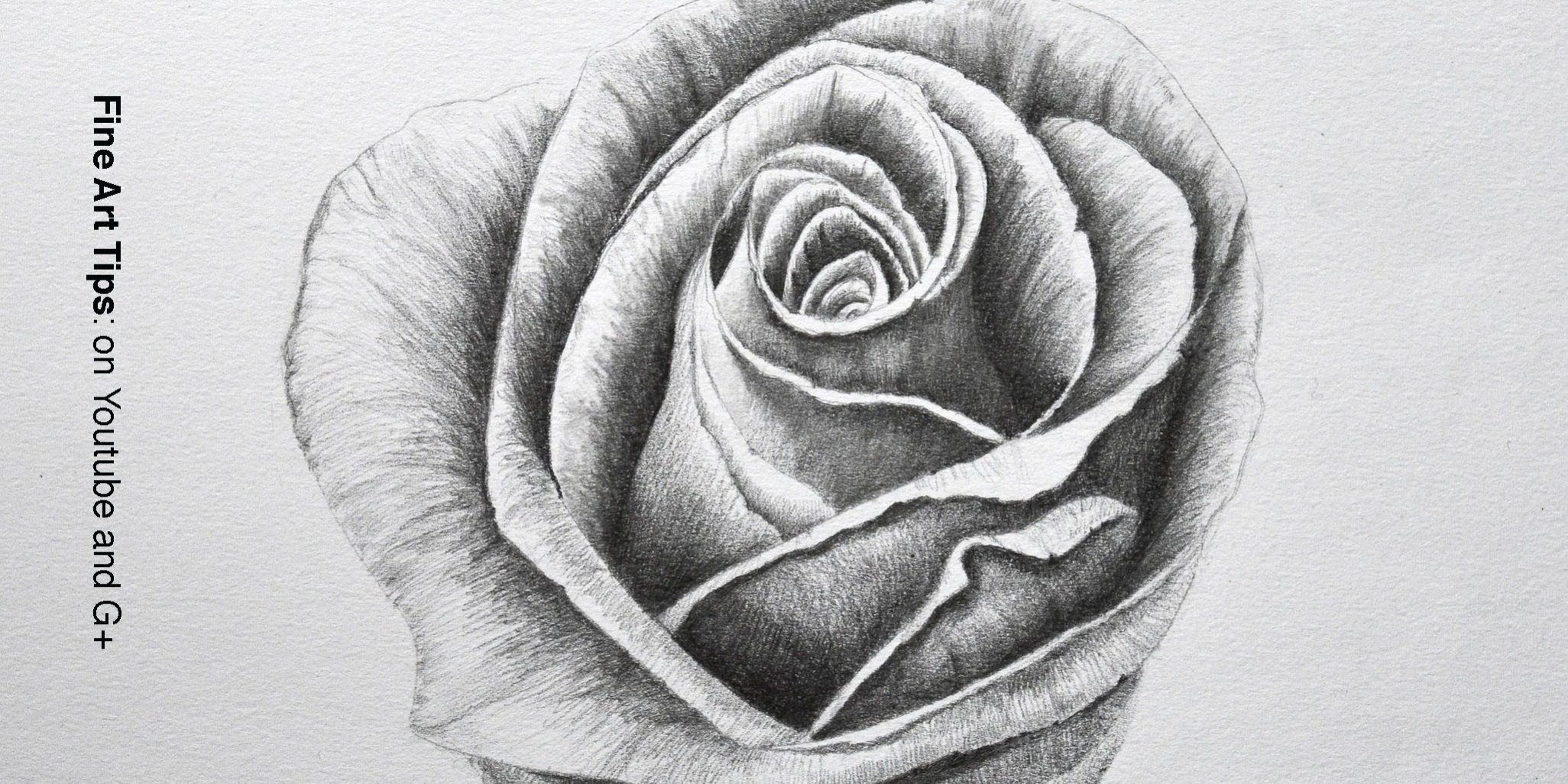 Wild rose flower drawing illustration. - Stock Illustration [39175469] -  PIXTA-saigonsouth.com.vn
