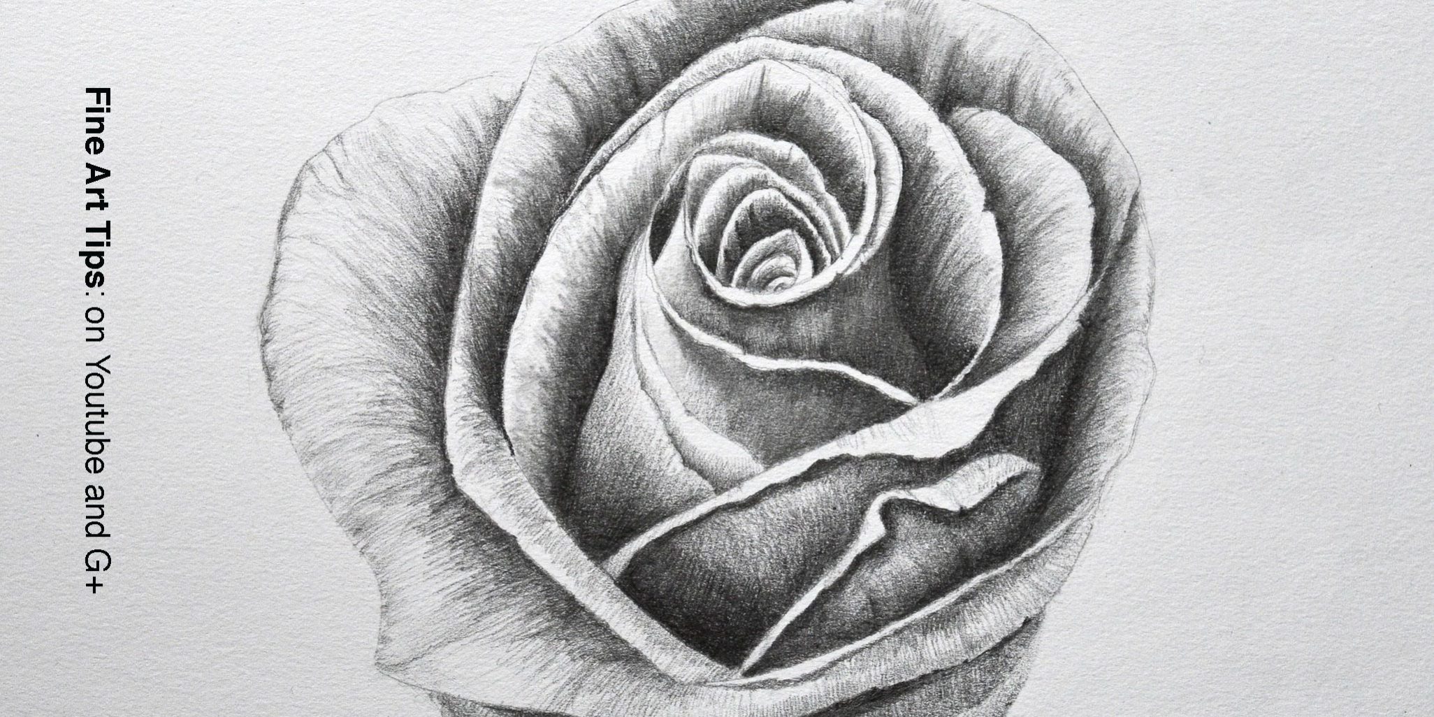 easy rose flower color pencil drawing